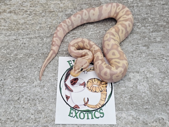 Banana Pastel Asphalt/YellowBelly Ball Python by Elysium Exotics Canada