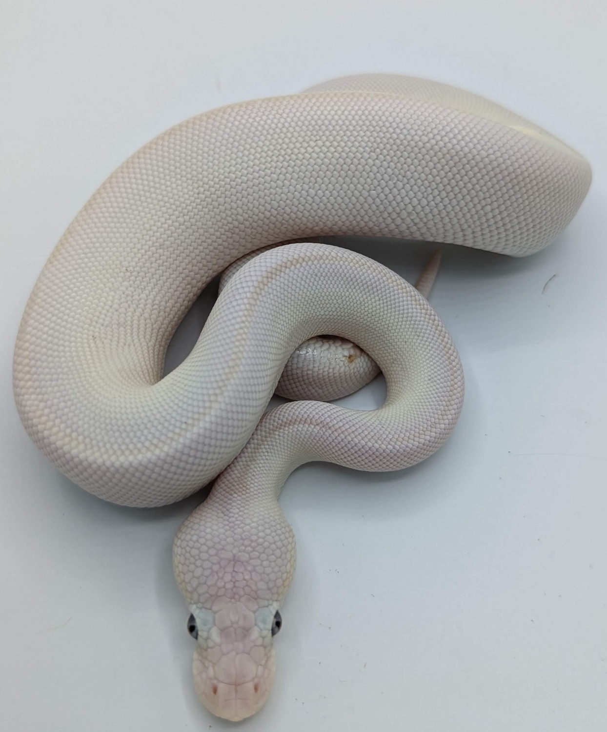 Lesser Mojave BEL Hypo Pos Enchi Pos Pastel Ball Python by Double Take ...
