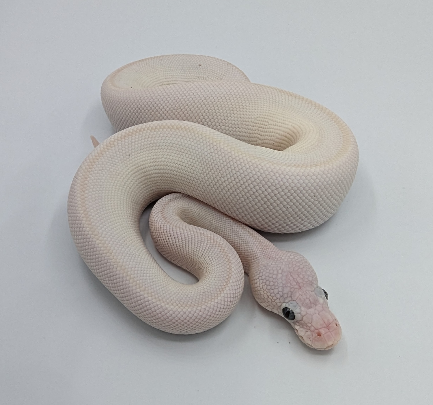 Lesser Mojave BEL Hypo Pos Enchi Pos Pastel Ball Python by Double Take ...