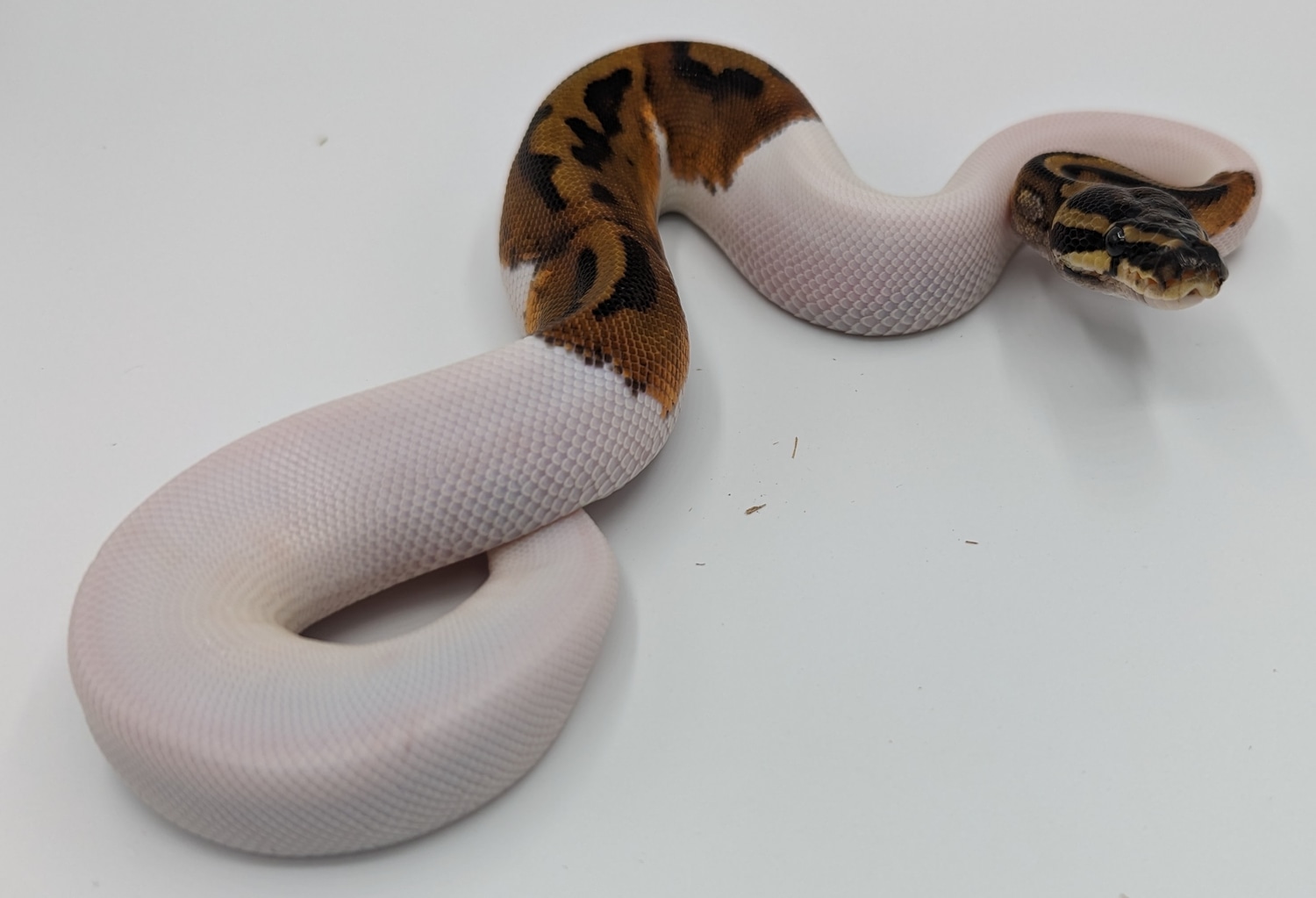 Pied Male Ball Python by Double Take Snakes MorphMarket