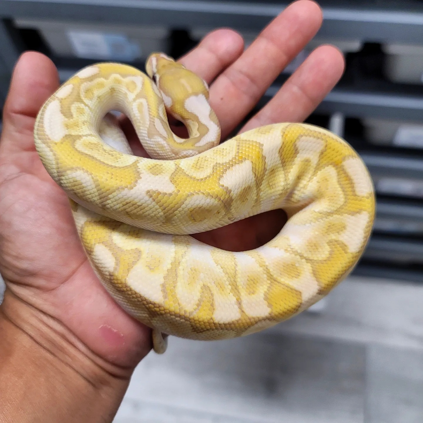 Bamboo Yellowbelly Ultramel Ball Python by EmbersBallPythons - MorphMarket