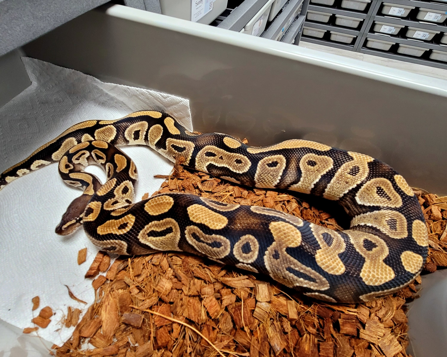 Mystic Ball Python by EmbersBallPythons - MorphMarket