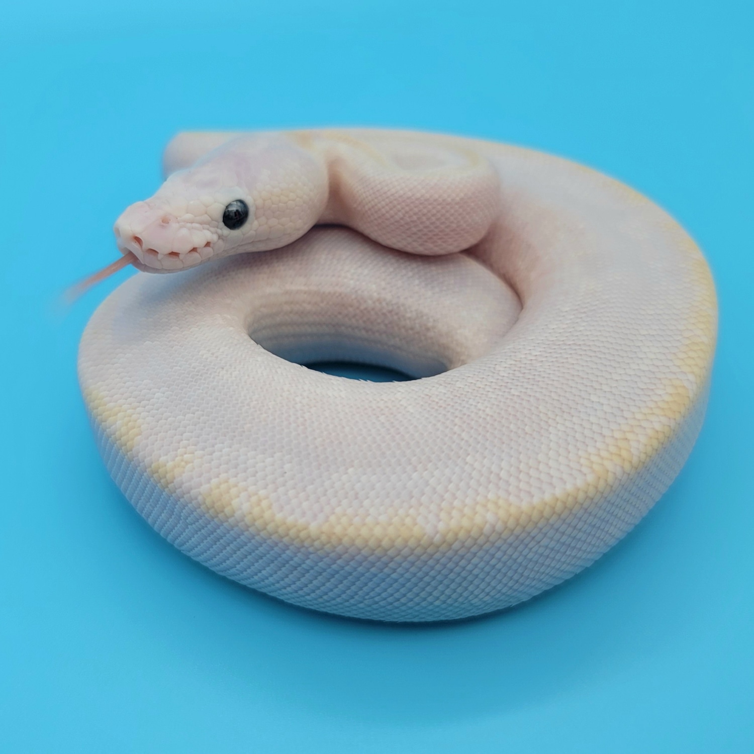 Super Bamboo Het Ultramel Ball Python by EmbersBallPythons - MorphMarket