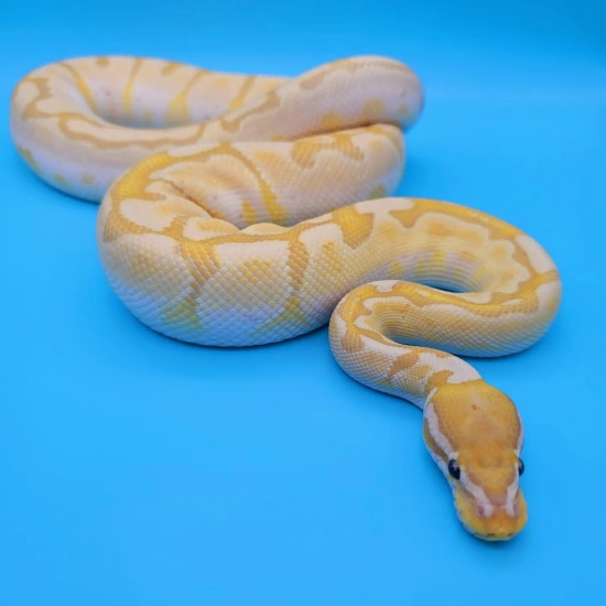 (Breeder) OD Bamboo Ultramel!! Ball Python by EmbersBallPythons