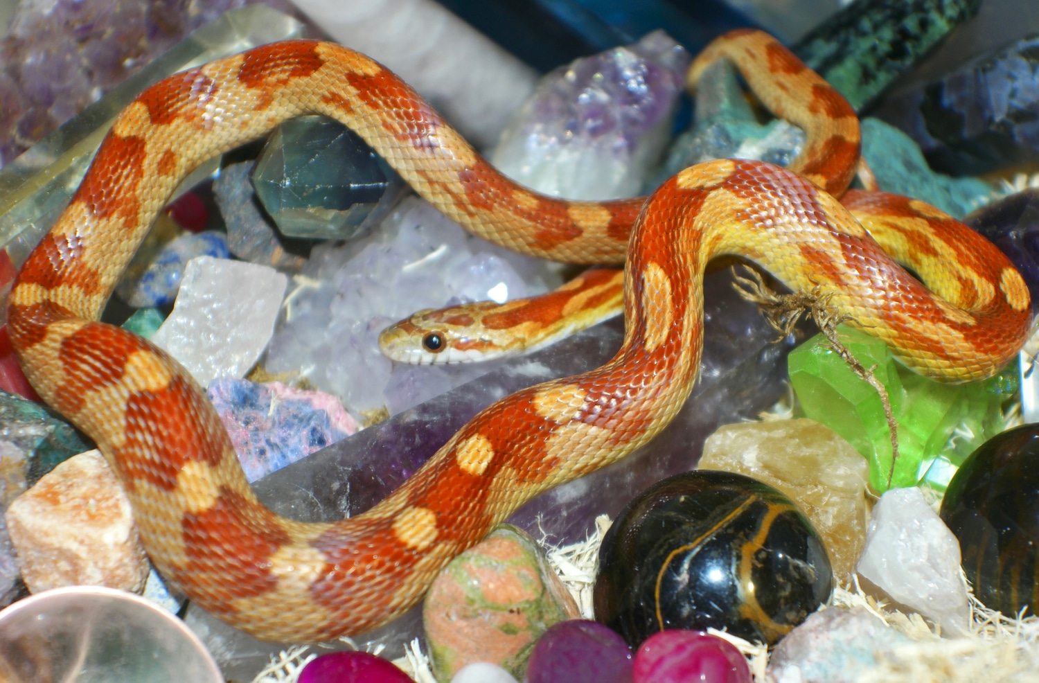 Motley Het Anery Het Bloodred Het Dilute Het Hypo Pos Het Amel Corn ...