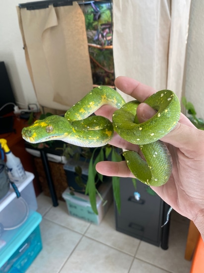 Biak GTP Green Tree Python by Miami Carnivorous Plants and Exotics
