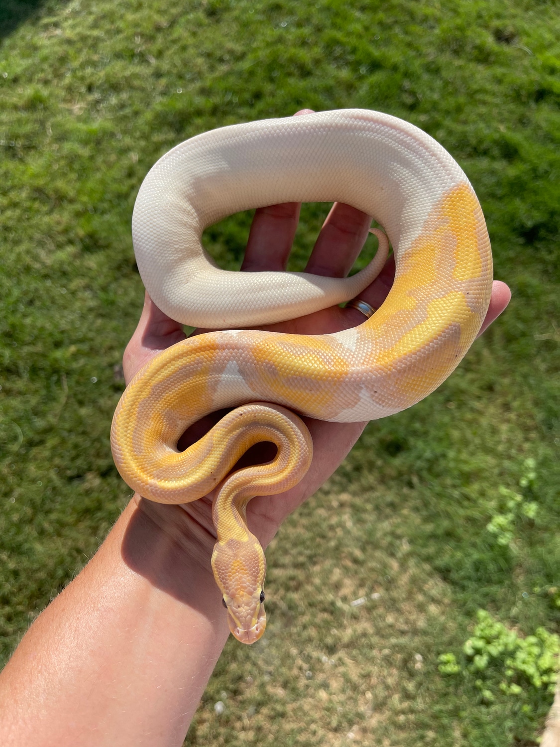 ODYB Banana Pied (Poss GeneX) 50 Het Hypo Ball Python by Crystal Ball
