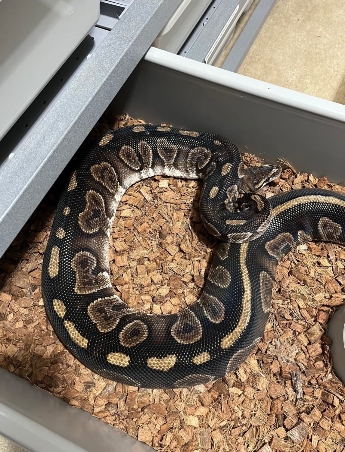 Chocolate 3200G Ball Python by Crystal Ball Exotics - MorphMarket