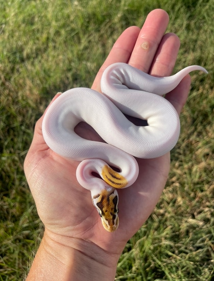 Special Pastel Pied Ball Python by Crystal Ball Exotics