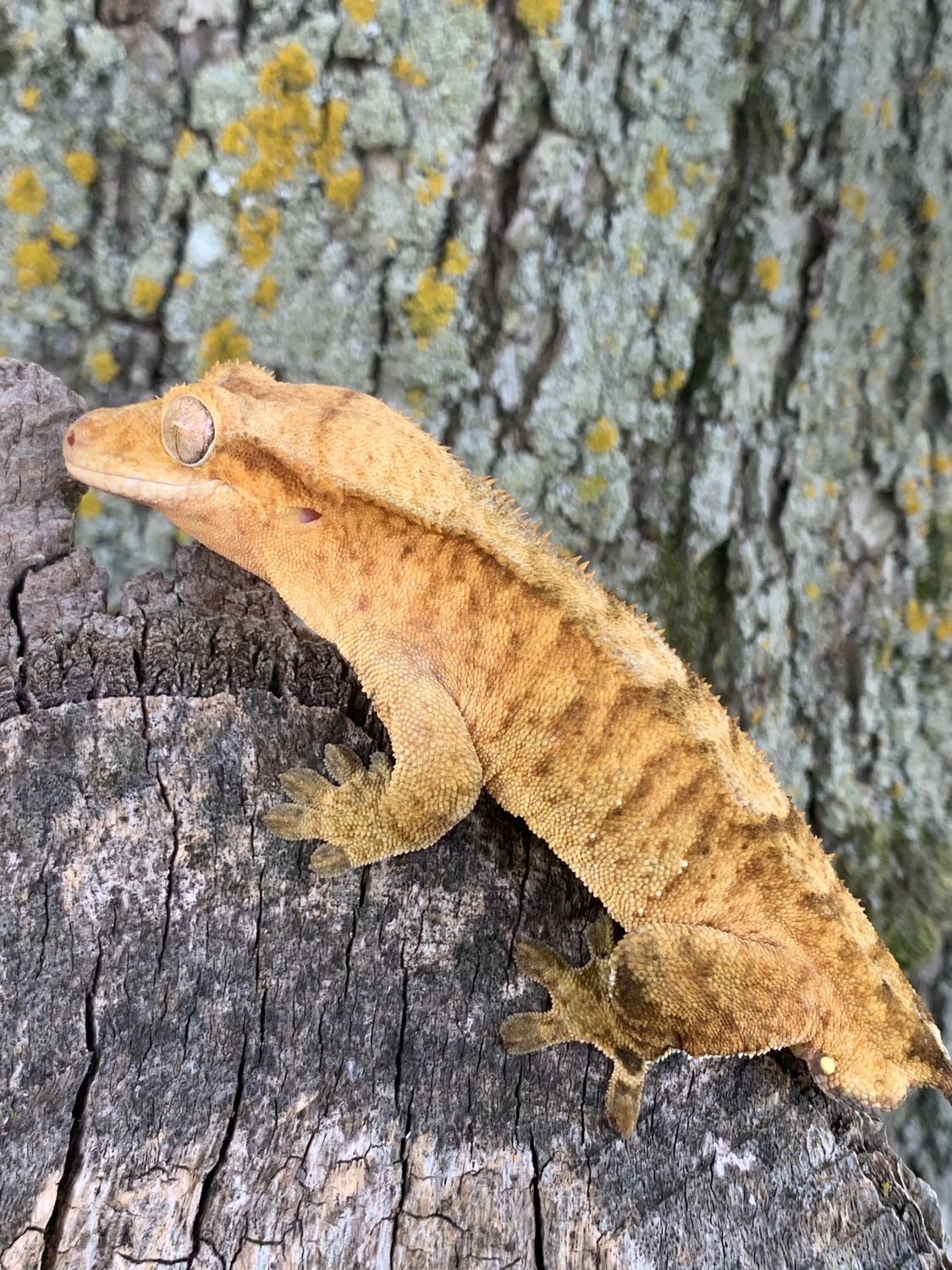 Atlas, RTB Crested Gecko by Emiko's Geckos LLC MorphMarket