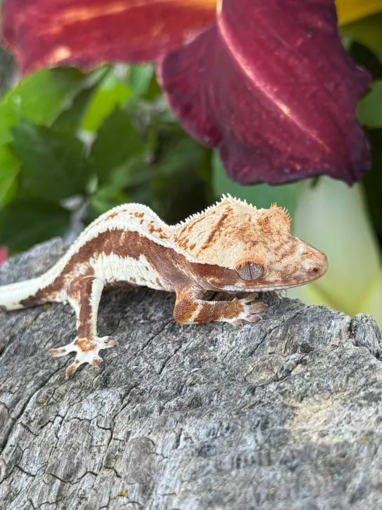 Banana, Riddle X Pyxis