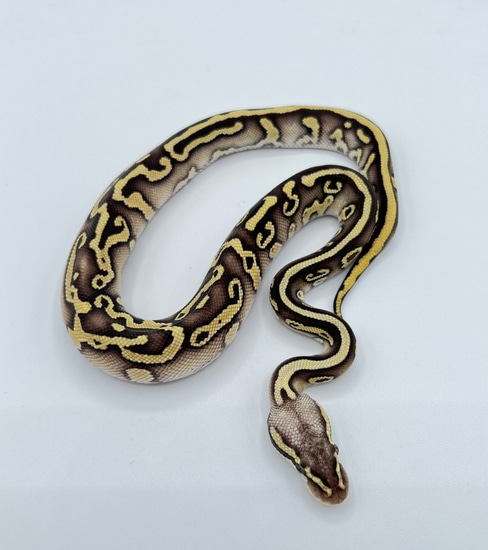 Pastel Lesser Leopard Red Stripe Het Clown Ball Python by Worldwide Pythons
