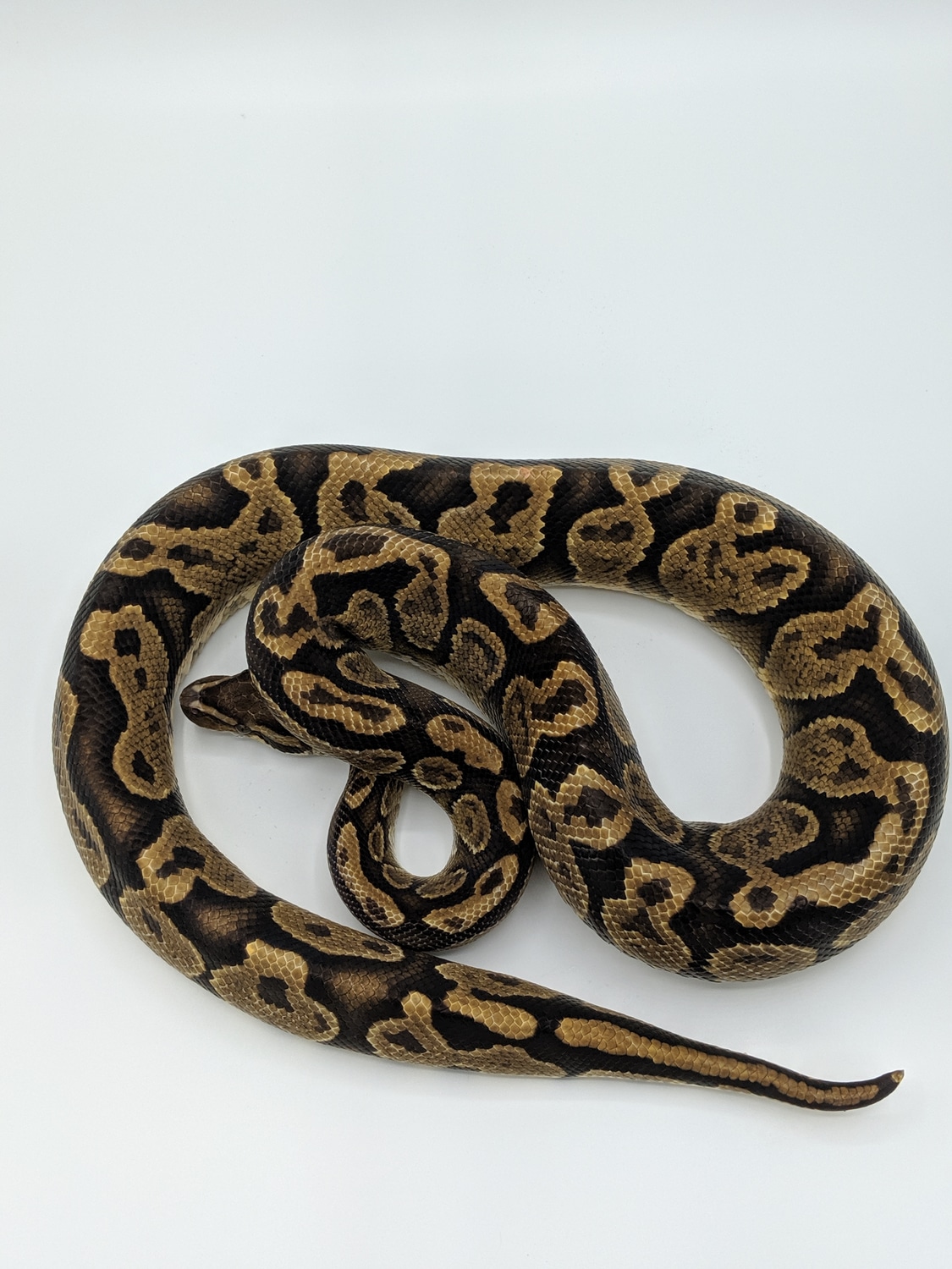 Granite Yellowbelly Ball Python by Emily's Exotics - MorphMarket