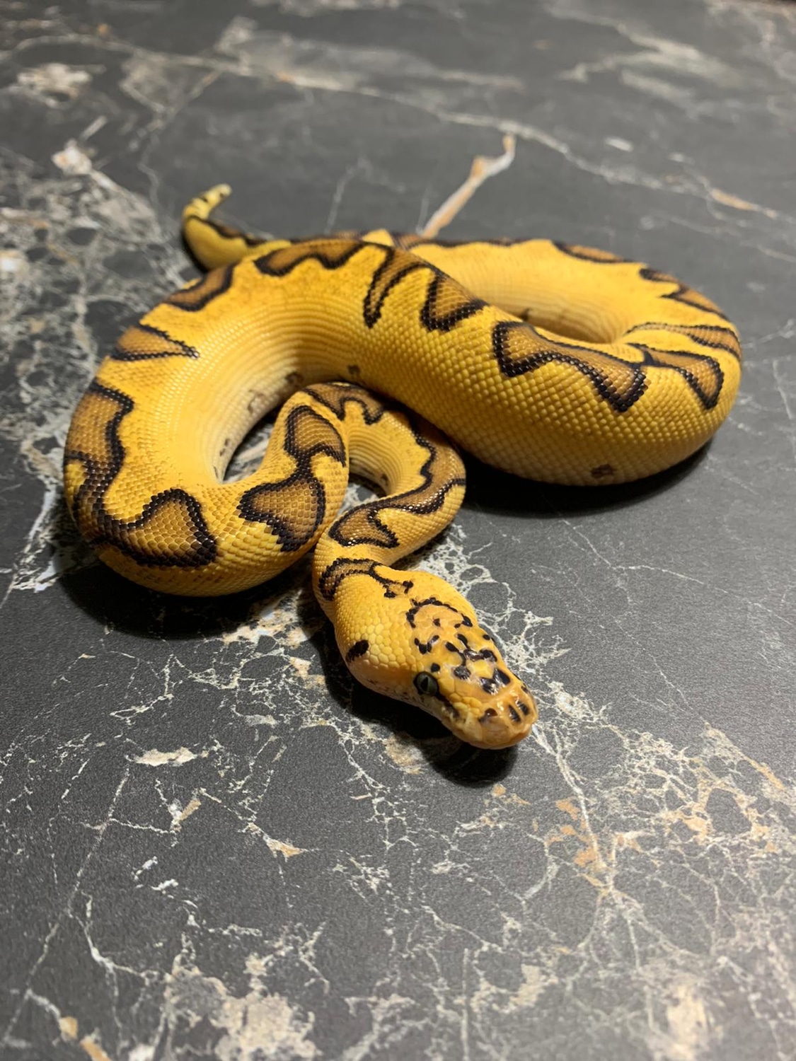 Pastel Enchi Clown Ball Python by _Murphy_Morphs MorphMarket