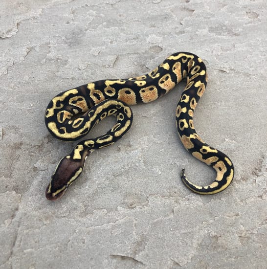 Pastel Het Ultramel 66% Het Pied Ball Python by Emperor Pythons