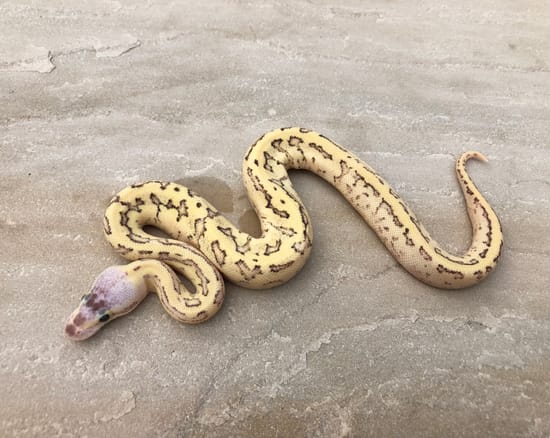 Fire Pastel Yellow Belly Pinstripe Ball Python by Emperor Pythons
