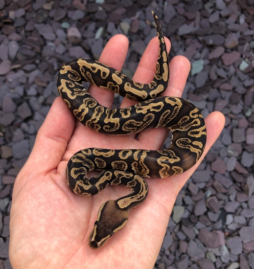 GHI 100% Het Desert Ghost 50% Het Hypo Ball Python by Emperor Pythons