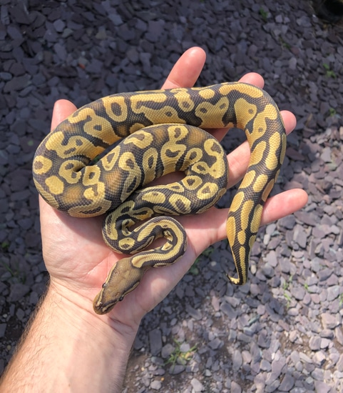 Hypo 100% Het Desert Ghost Ball Python by Emperor Pythons