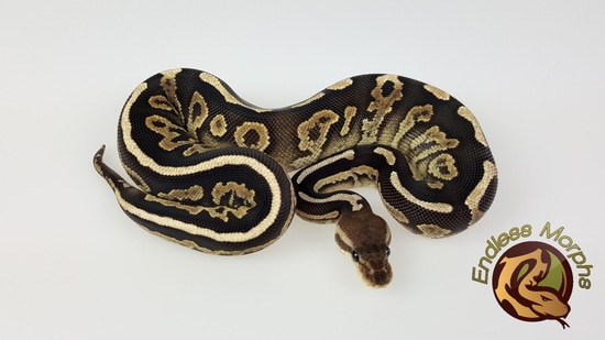 Cinnamon Fire Ball Python by Endless Morphs