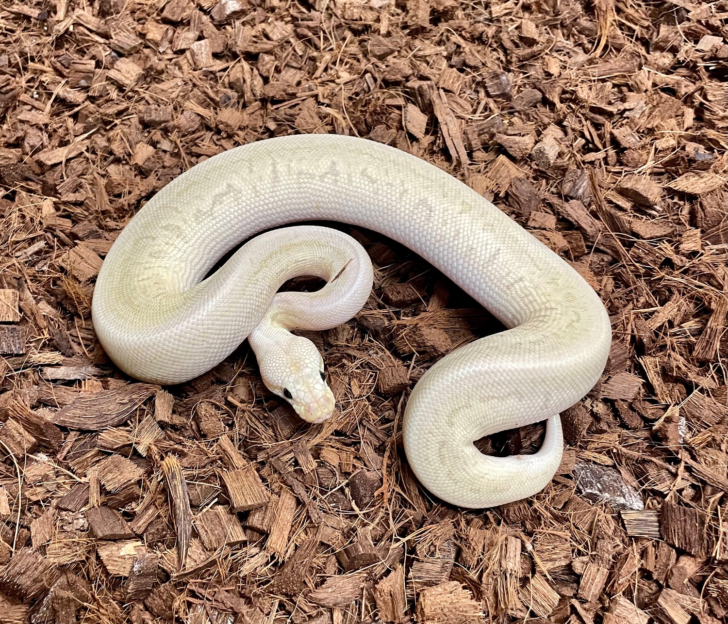 Leopard Bamboo Pastel Fire Het Clown Ball Python by Eng Reptiles ...