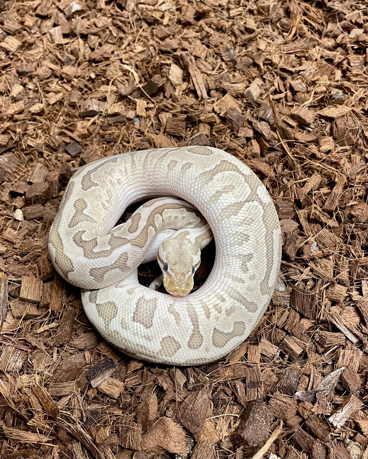 Bamboo Het Clown Pastel Fire Ball Python by Eng Reptiles - MorphMarket