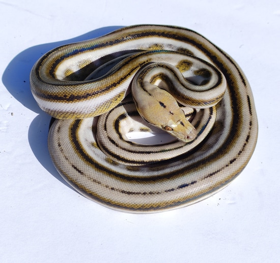 WORLDS BEST Motley Velvet Reticulated Python by Engineered Genetics