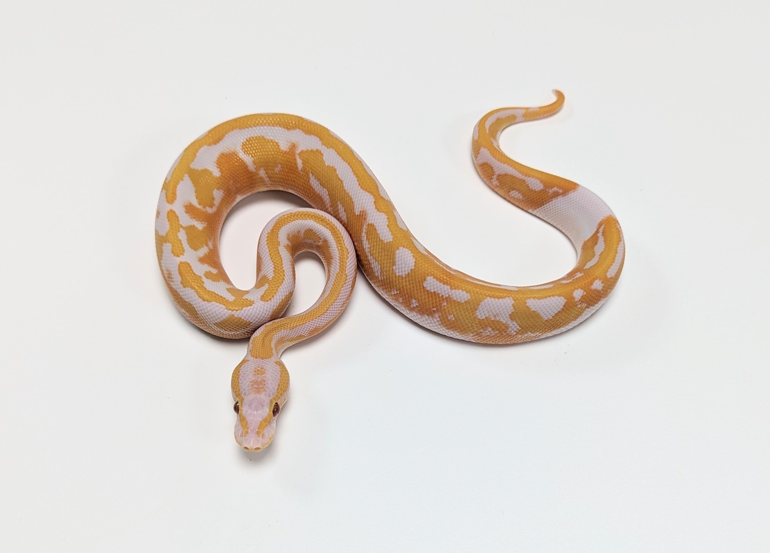 Dreamsicle Ball Python by Engineered Ectotherms - MorphMarket