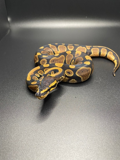 Normal 50% Het Pied Ball Python by Socialite Serpents