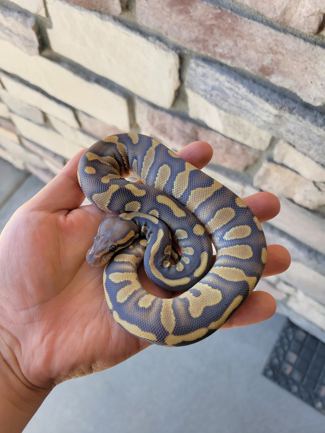 Hypo Super Chocolate Ball Python by Angel Chavez - MorphMarket