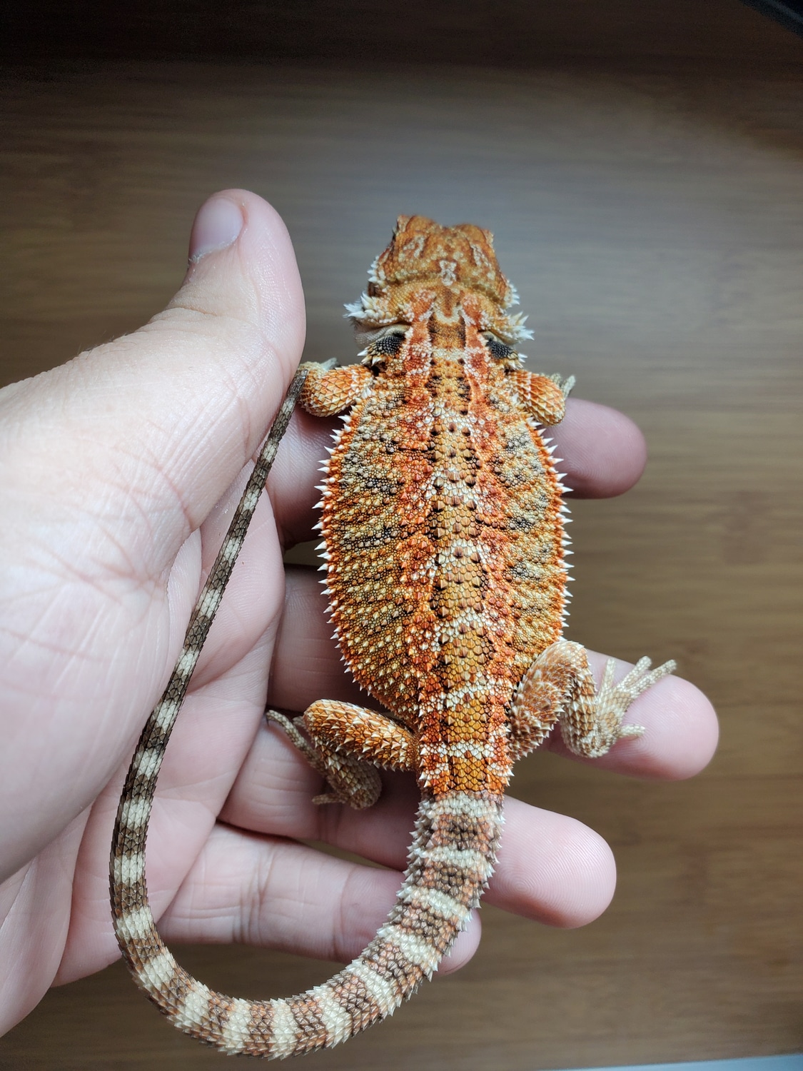Half Red Monster Het Trans Pos Het Hypo Central Bearded Dragon by ...