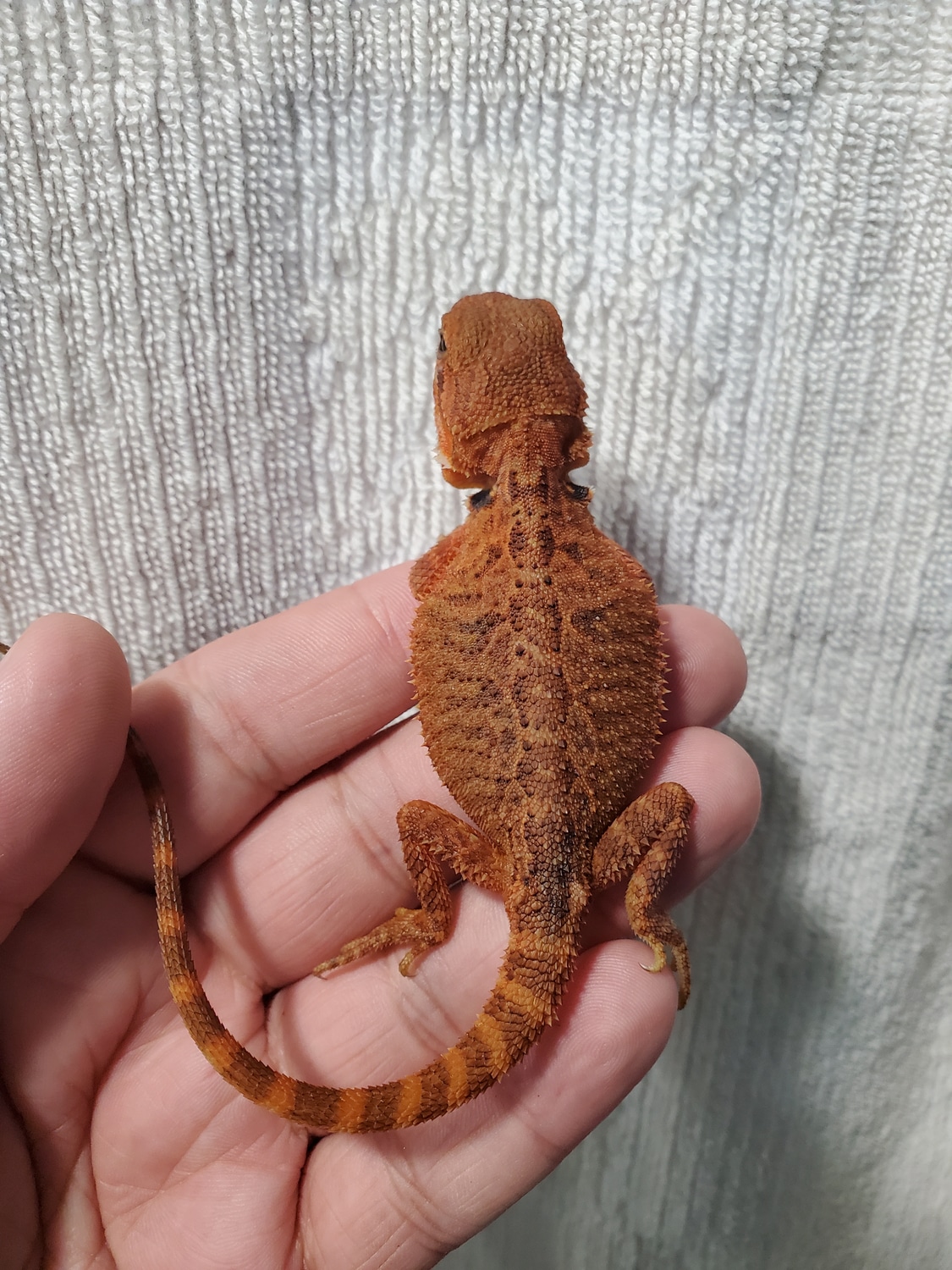 Trans Half Red Monster Holdback Release Central Bearded Dragon by