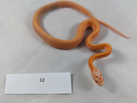 Red Factor Snake Red Factor Amel Buf Stripe Het Hypo Corn Snake by Enterprise Snakes