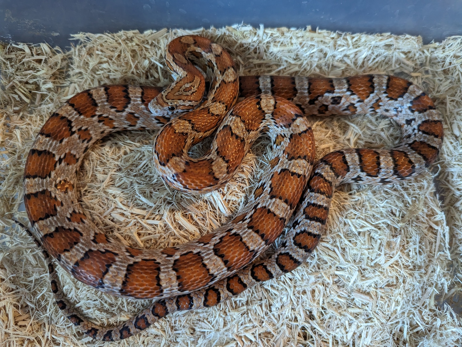 Buf Het Shatter Corn Snake by Enterprise Snakes MorphMarket