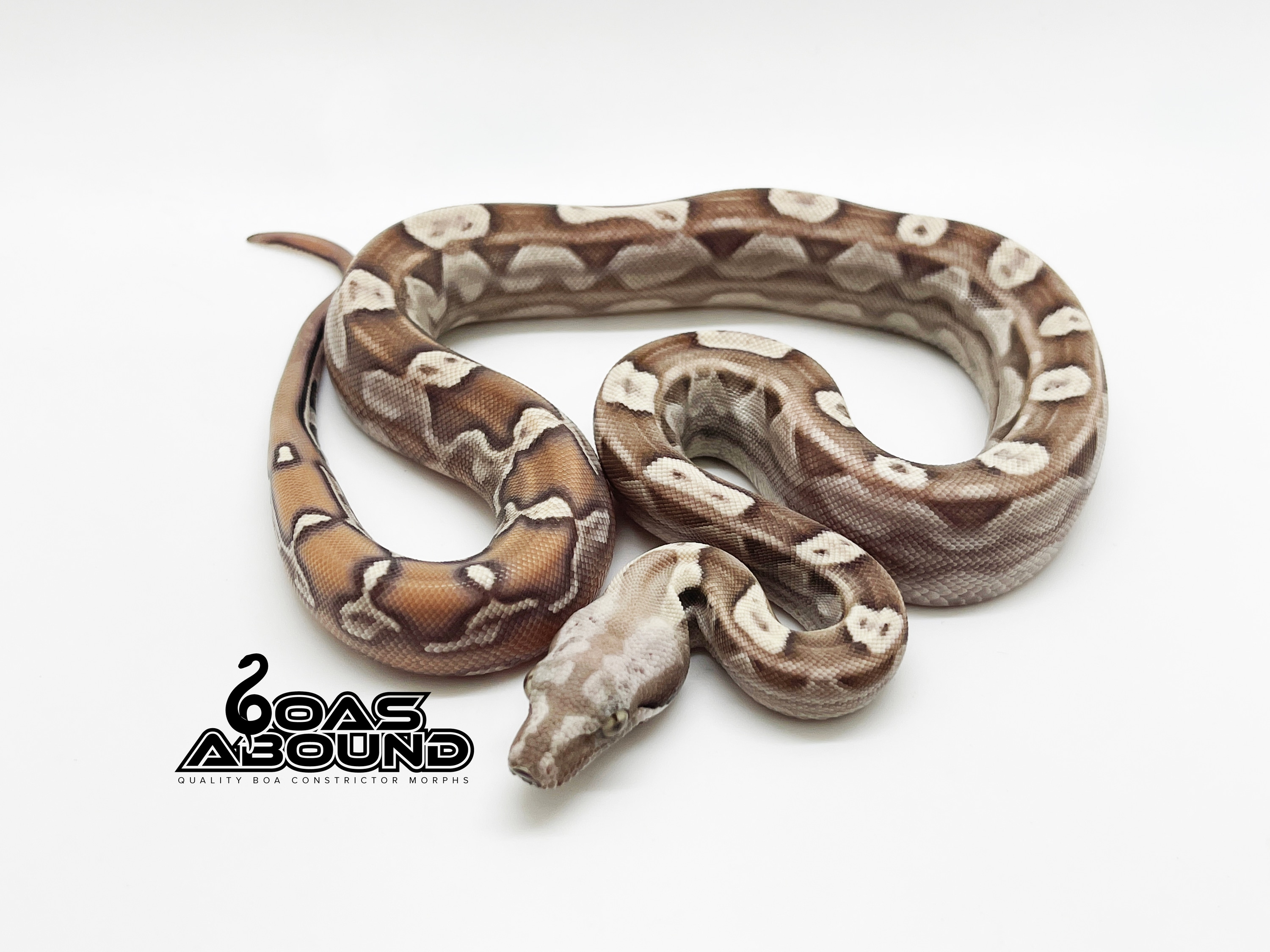 洋書 The Complete Boa Constrictor ボア 【公式通販】