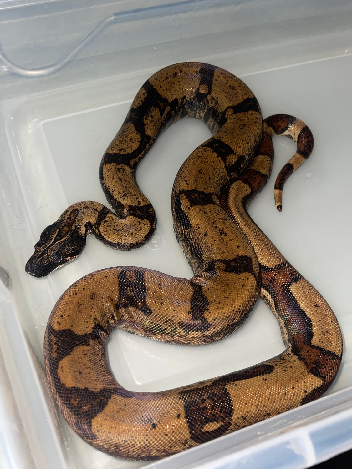 IMG Hypo Jungle Boa Constrictor by Boas Abound - MorphMarket