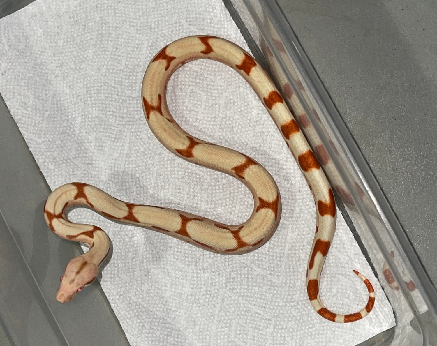 Lipstick Pos Super Sunglow Jungle Boa Constrictor by Boas Abound MorphMarket