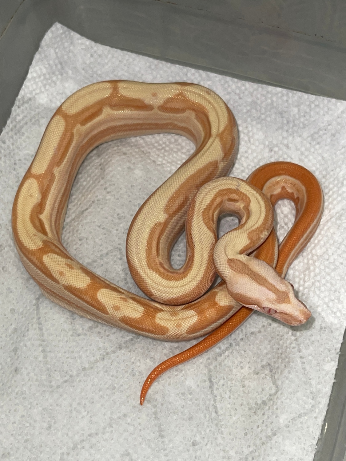 Lipstick Sunglow Motley Jungle Boa Constrictor by Boas Abound MorphMarket