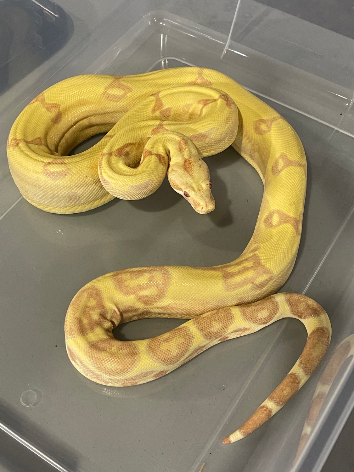 Lipstick Sunglow Jungle Boa Constrictor by Boas Abound MorphMarket