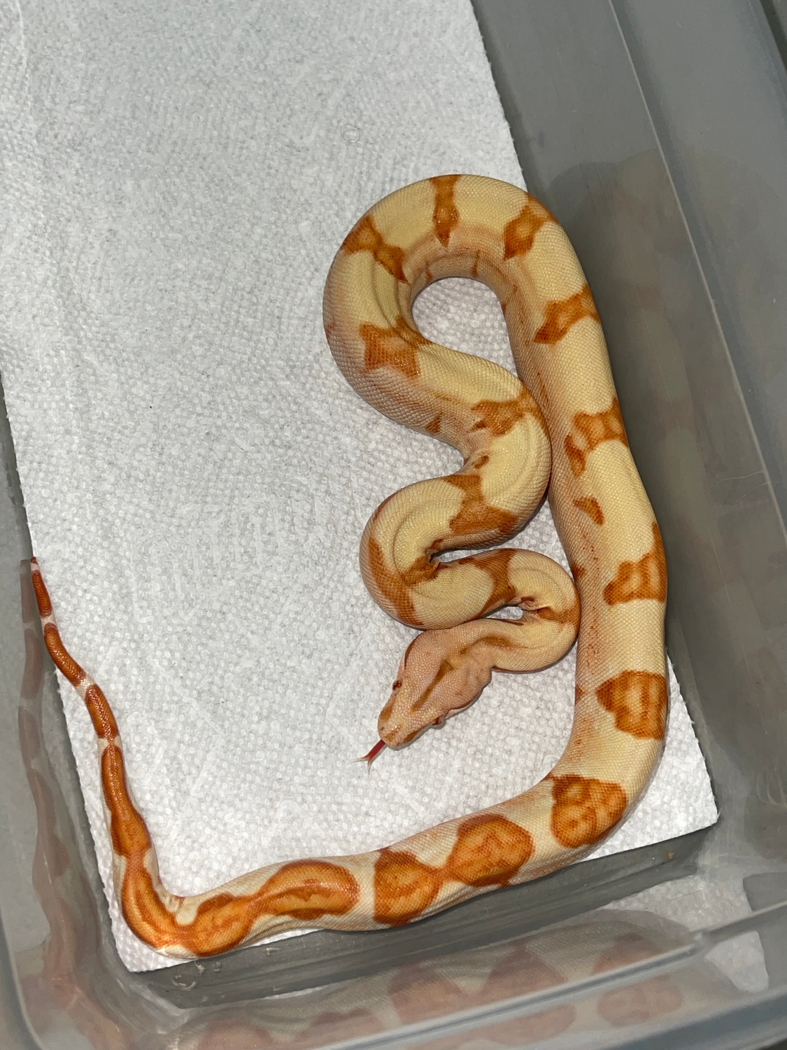 Lipstick Pos Super Sunglow Jungle Ph Blood Boa Constrictor by Boas Abound MorphMarket
