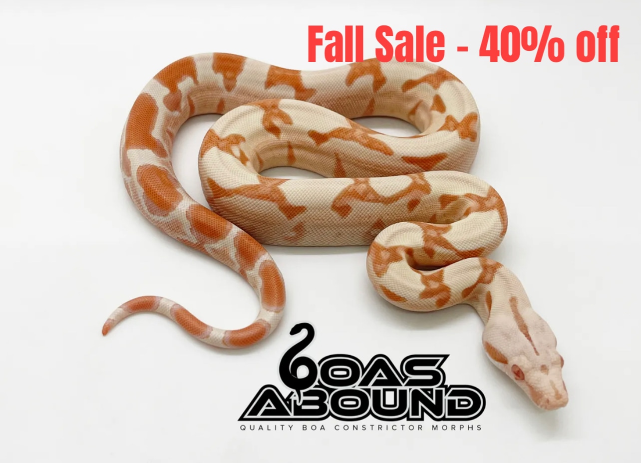 Lipstick Sunglow Pos Jungle Boa Constrictor by Boas Abound MorphMarket