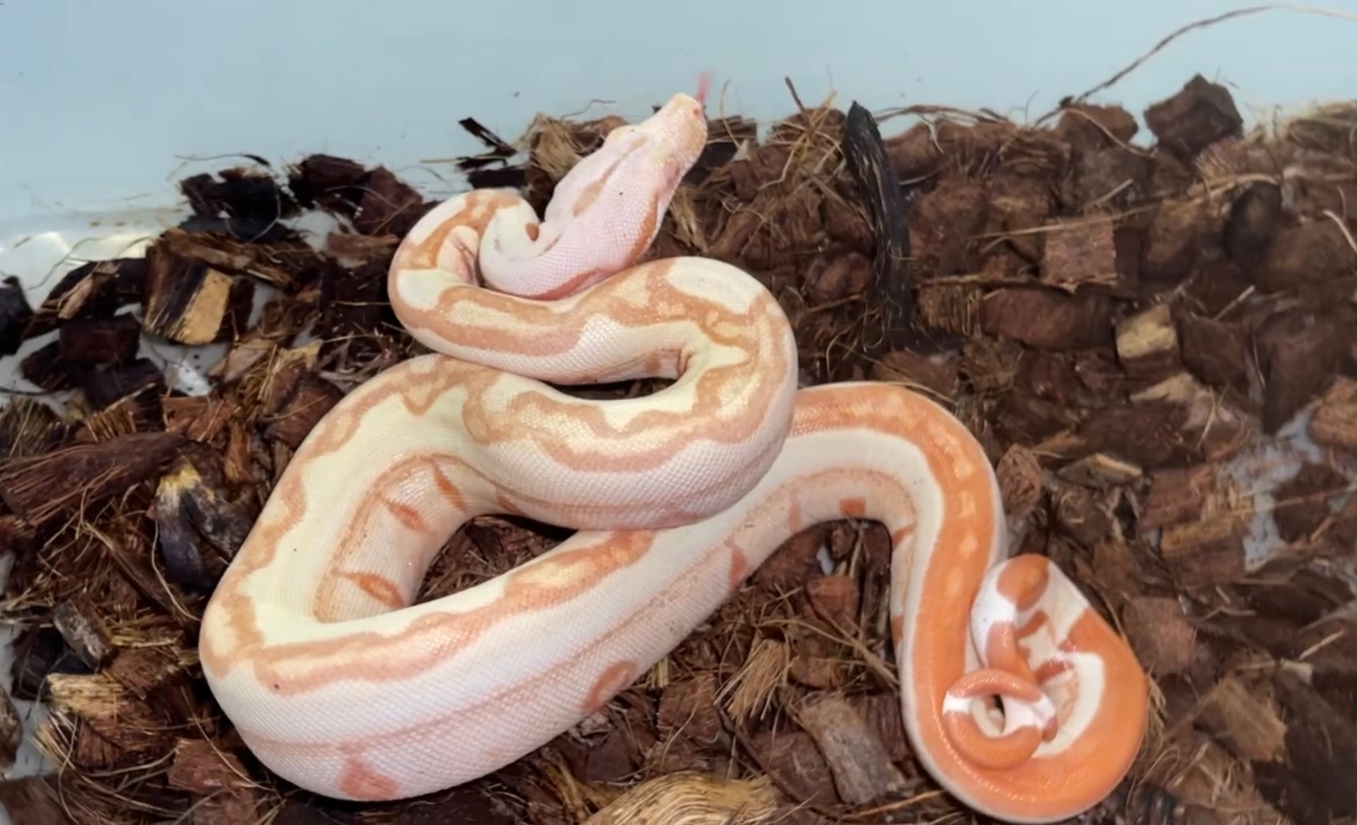 Lipstick Sunglow Jungle Boa Constrictor by Boas Abound MorphMarket