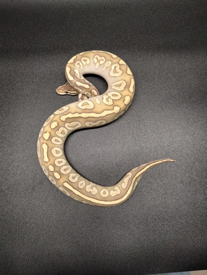 Mystic Special Ball Python by Lights Out Ball Pythons