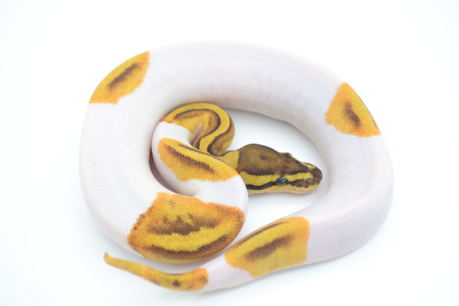 Fire Enchi Pied Het Clown Ball Python by EpicMorph - MorphMarket