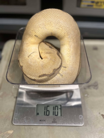 PROVEN Blade Spider Clown NO WOBBLE Ball Python by EpicMorph
