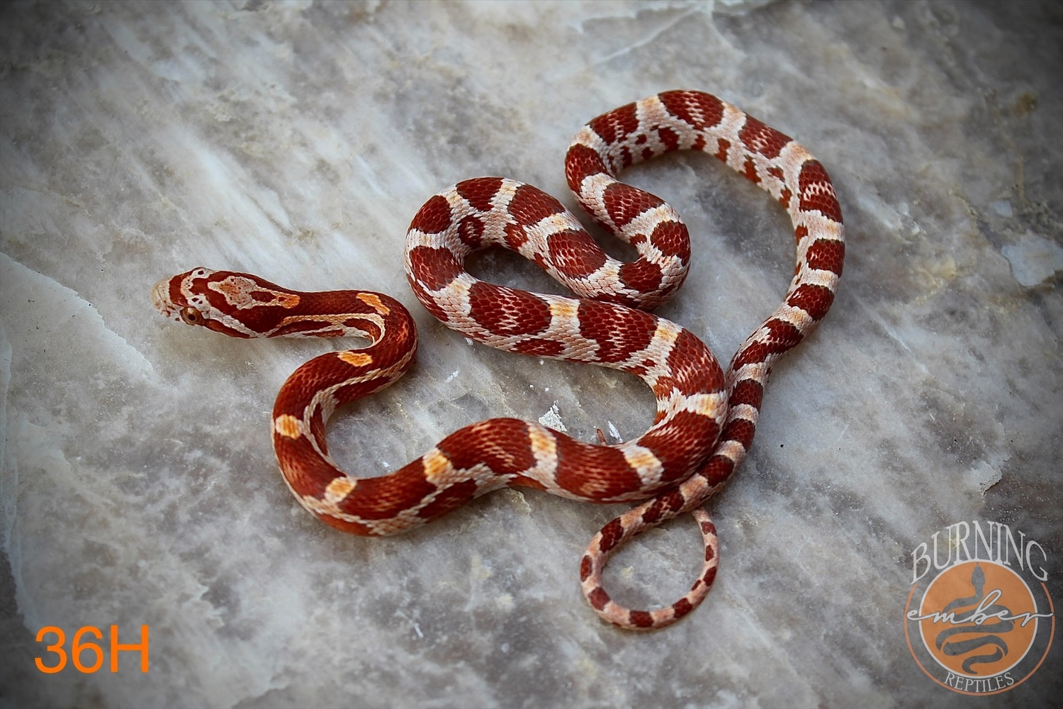Ultramel Het Scaleless Corn Snake by Burning Ember Reptiles LLC ...