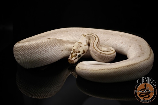 LOW RESERVE Bamboo Leopard Spider Ball Python by Burning Ember Reptiles LLC