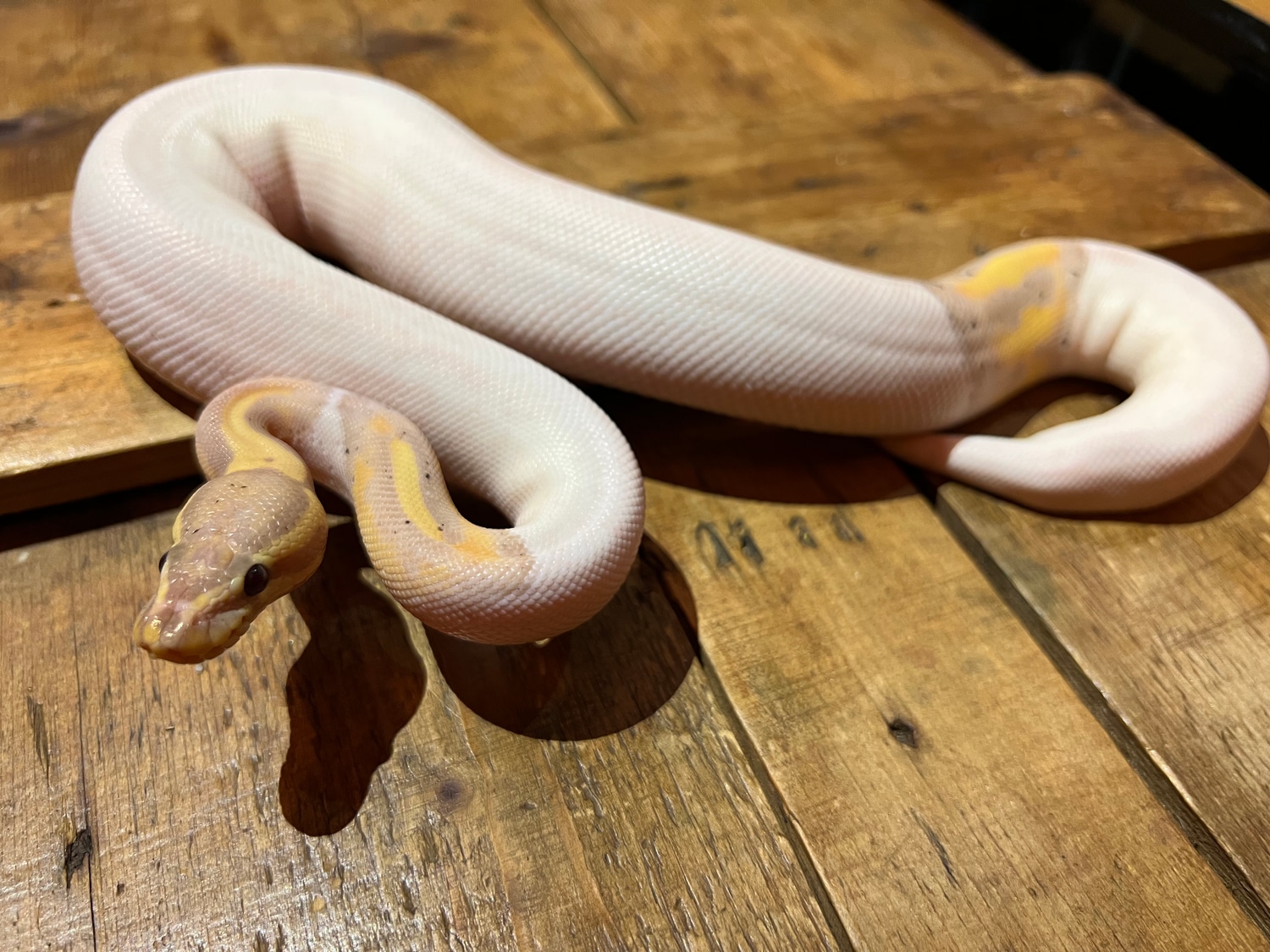Banana Piebald Female Ball Python by Silesia Reptiles - MorphMarket