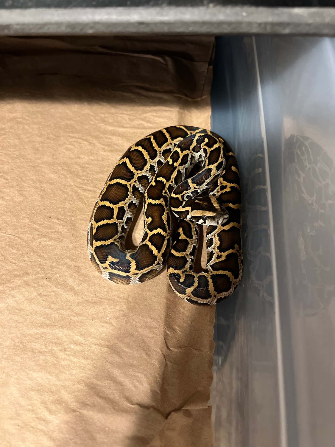 Normal Poss Het Albino Burmese Python by Smoky Mountain Mutations ...