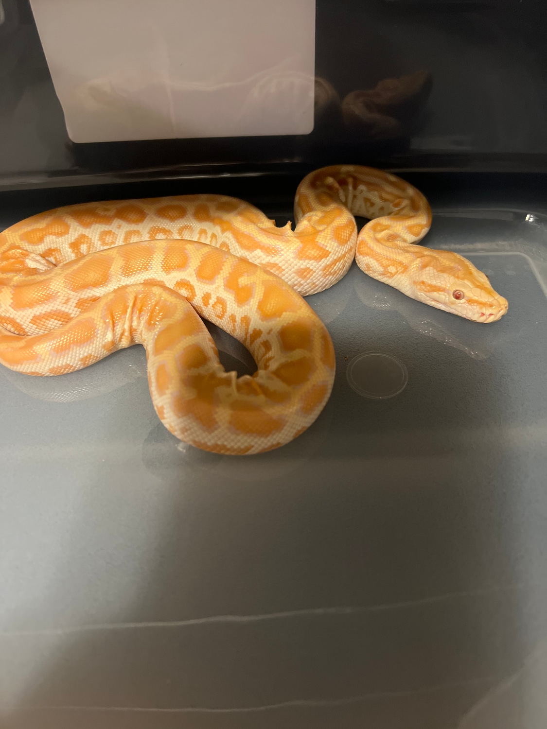 Pearl Burmese Python by Smoky Mountain Mutations - MorphMarket