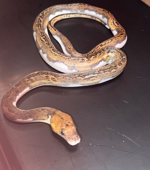 Tiger Pied Reticulated Python by Smoky Mountain Mutations